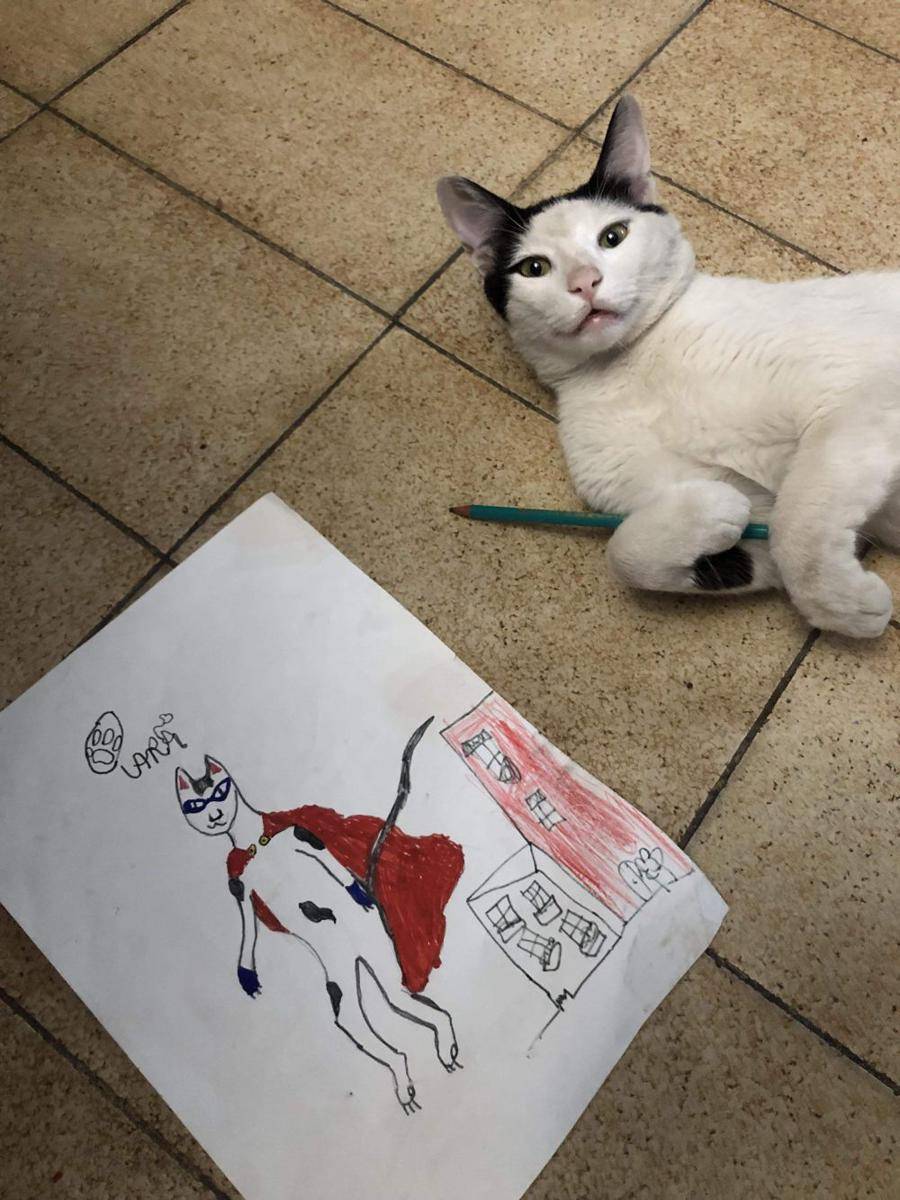 foto kucing menjadi pelukis handal (reddit.com/r/Catswithjobs)