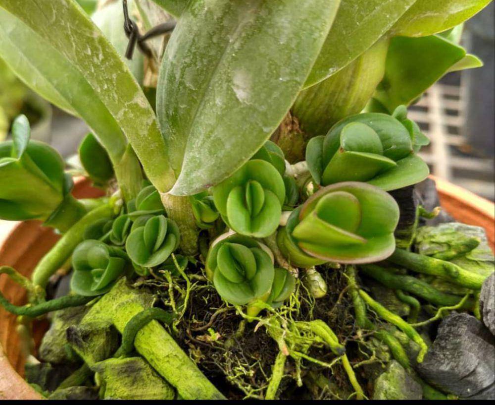tumbuh tunas (instagram.com/gudang_anggrek_tulungagung)