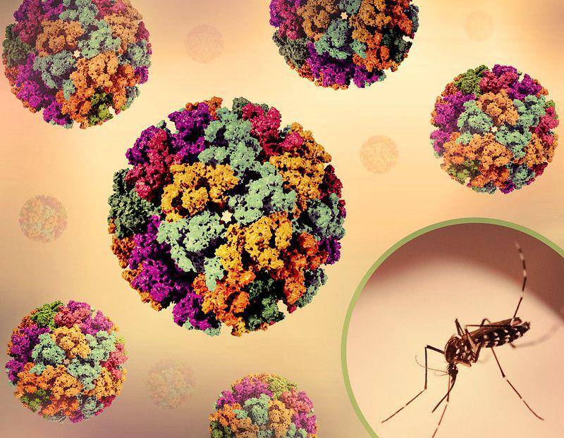 ilustrasi virus chikungunya dan nyamuk Aedes aegypti (flickr.com/NIAID)