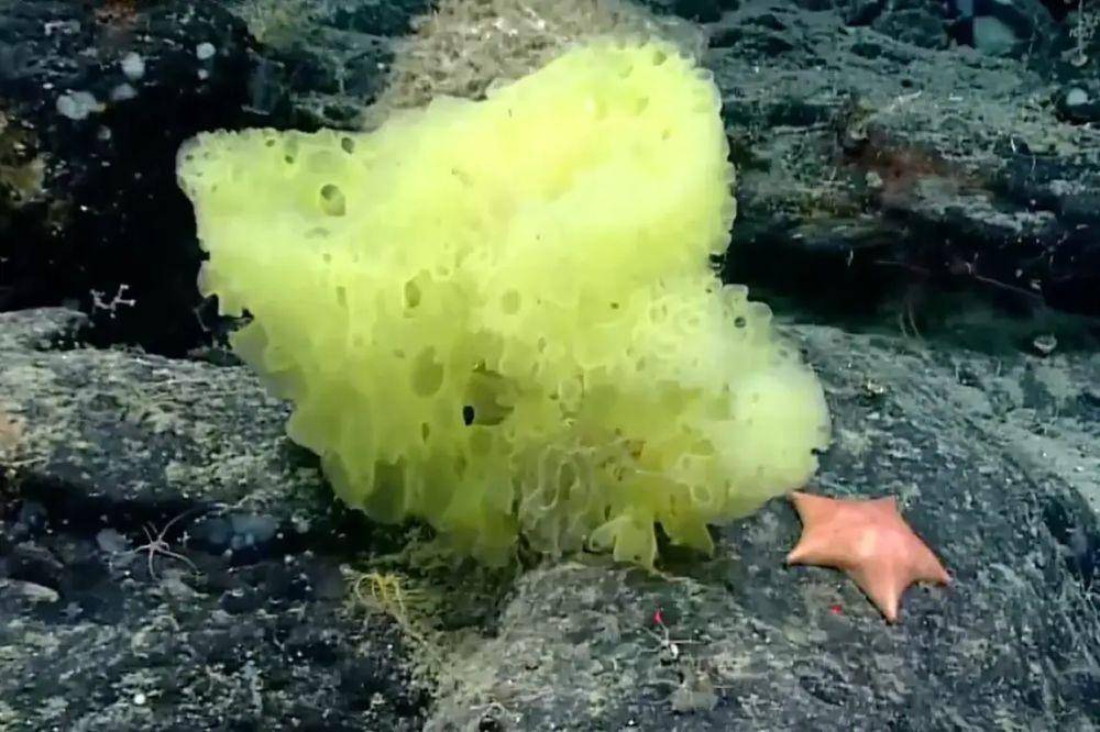 SpongeBob dan Patrick di kehidupan nyata. (oceanexplorer.noaa.gov)