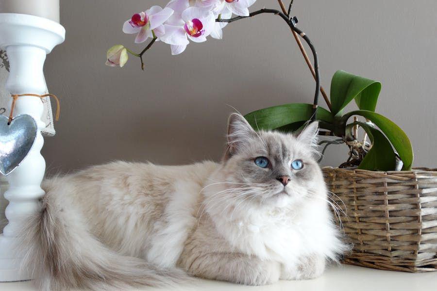 8 Ciri-Ciri Kucing Hamil hingga Mau Melahirkan, Wajib Tahu!