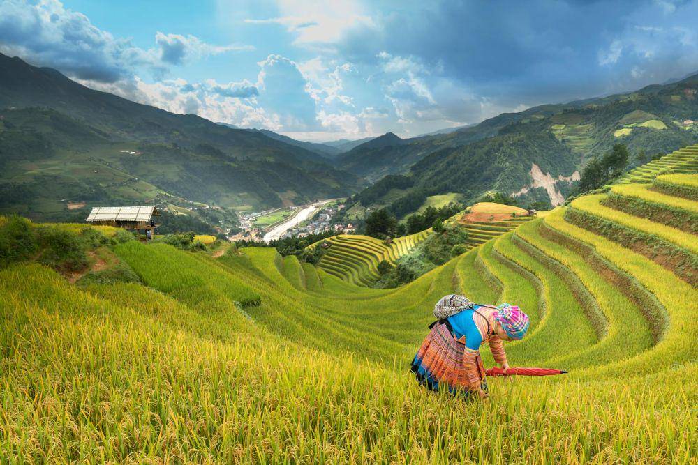 ilustrasi terasering di perbukitan (pexels.com/Quang Nguyen Vinh)
