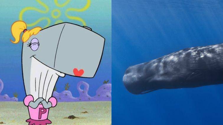 gambar Pearl Krabs dan paus sperma (dok. Nickelodeon/SpongeBob SquarePants | commons.wikimedia.org/Gabriel Barathieu)