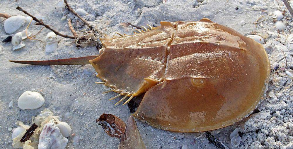 ilustrasi Horseshoe Crab (Wikimedia Commons/James St. John)