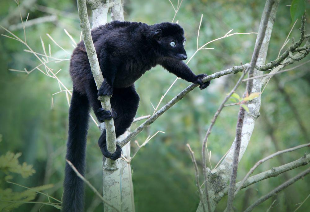 6 Fakta Lemur Hitam Bermata Biru, Punya Dua Teknik Penandaan Aroma