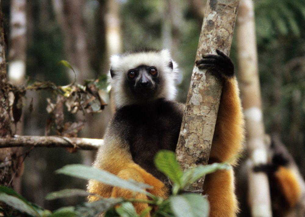 6 Fakta Diademed Sifaka, seperti Memakai Ikat Kepala Hias Bangsawan