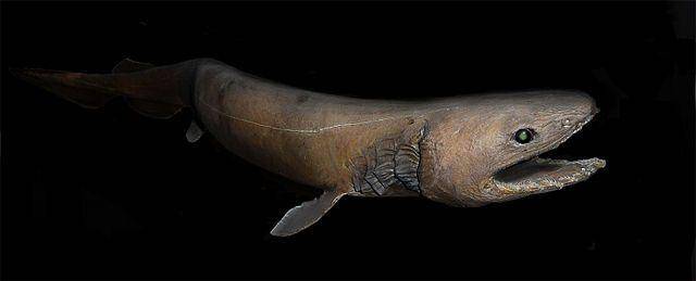 ilustrasi Frilled Shark (Wikimedia Commons/Citron  CC-BY-SA-3.0)