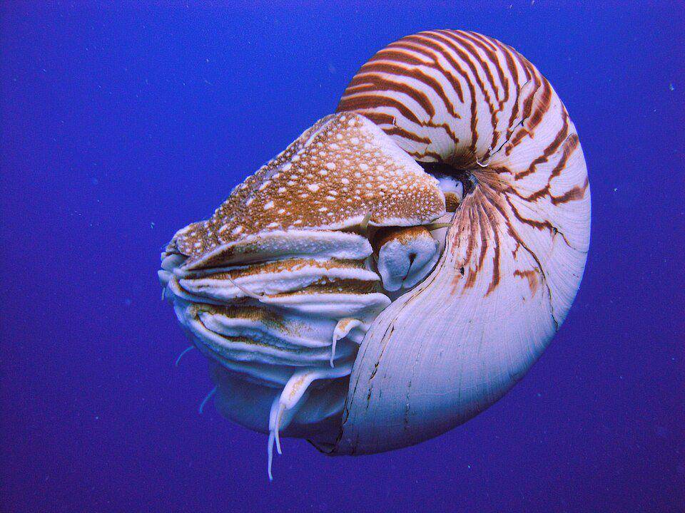 ilustrasi Nautilus (Wikimedia Commons/Manuae)