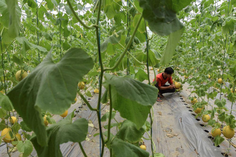 Kisah Petani Modern yang Mengubah Nasib Desa dengan Melon