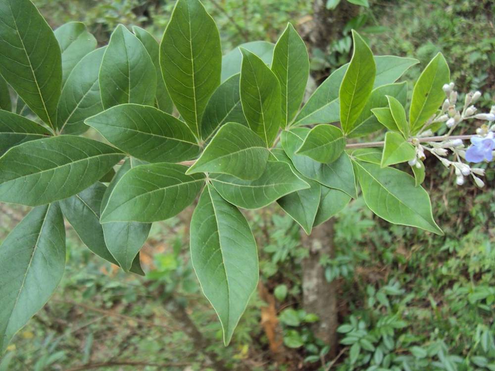 daun tanaman legundi (commons.wikimedia.org/Vinayaraj)