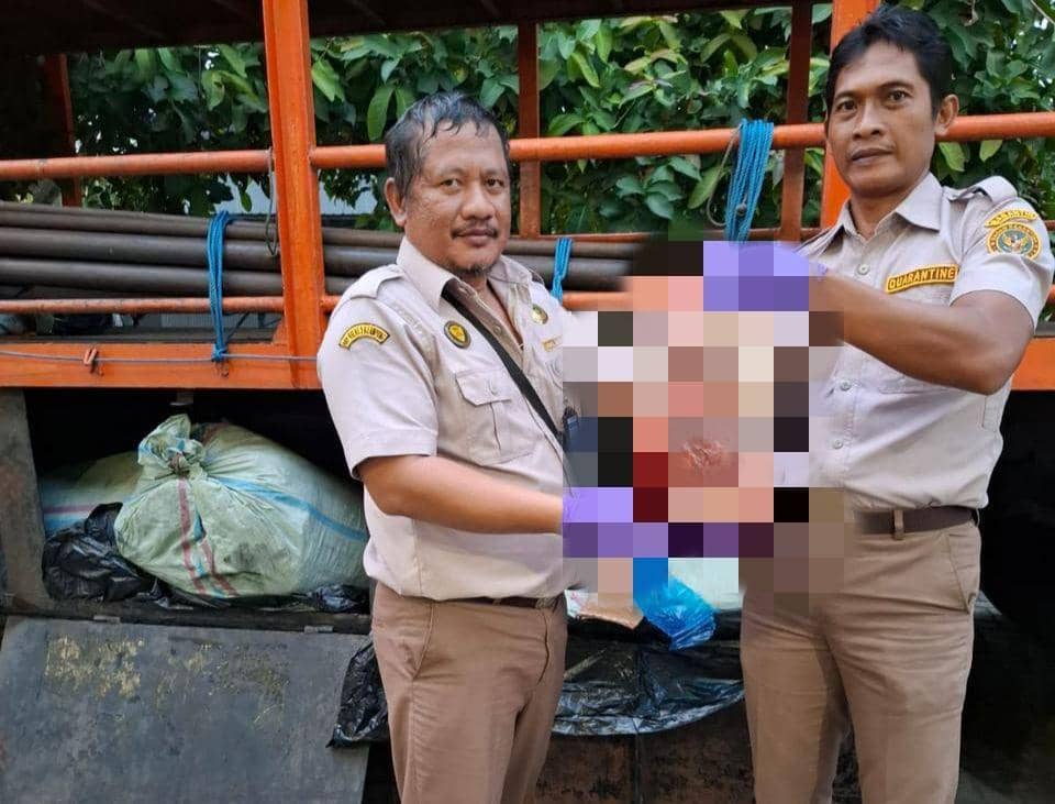 Truk Muatan Besi Bawa 390 Kg Daging Celeng Ilegal Disita di Bakauheni