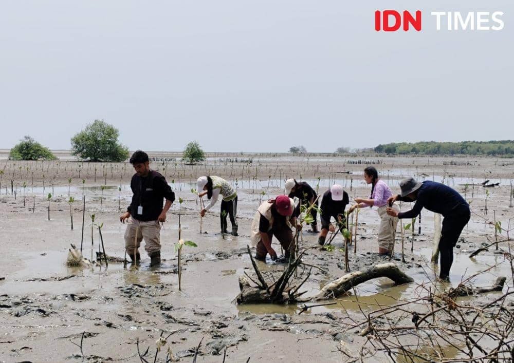 Kumpulan anak muda menanam mangrove di pantai Sei Tuan (IDN Times/Eko Agus Herianto)