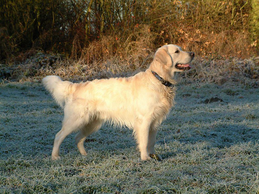 6	Fakta Golden Retriever, Anjing yang Dipelihara Artis Amerika