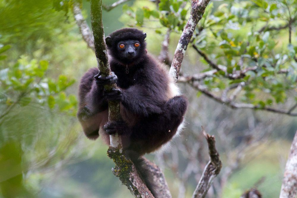 6 Fakta Milne Edward's Sifaka, Berayun hingga 8 Meter Jauhnya!