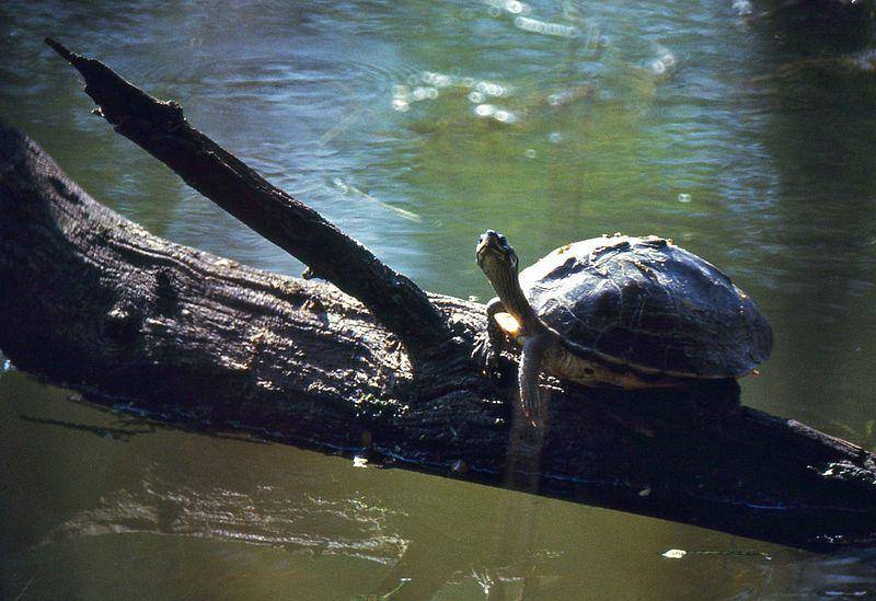 Indian roofed turtle (commons.wikimedia.org/Barnard Dupont)