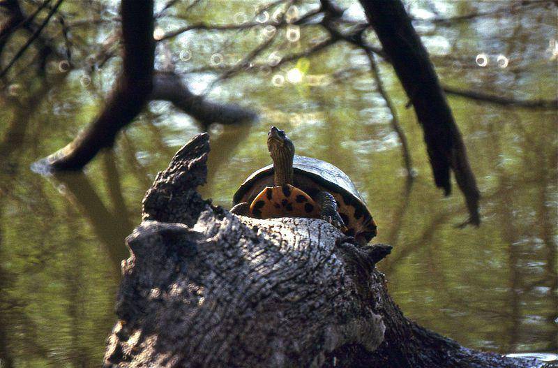 Indian roofed turtle (commons.wikimedia.org/Barnard Dupont)