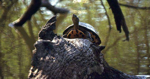 Indian roofed turtle (commons.wikimedia.org/Barnard Dupont)