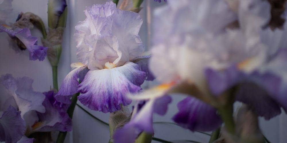 7 Bunga Unik yang Indah dan Tidak Biasa, Ada yang Mirip Burung!