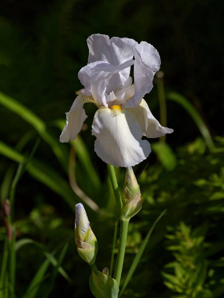 bearded iris (commons.wikimedia.org/Ввласенко)