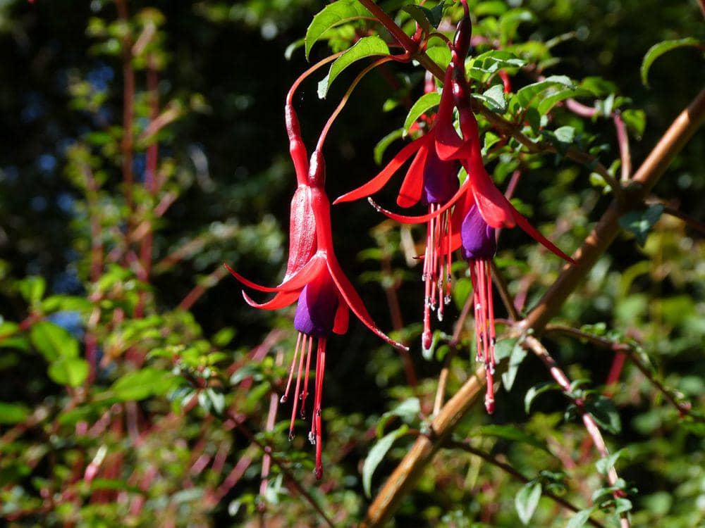 fuschia (commons.wikimedia.org/CARLOS TEIXIDOR CADENAS)