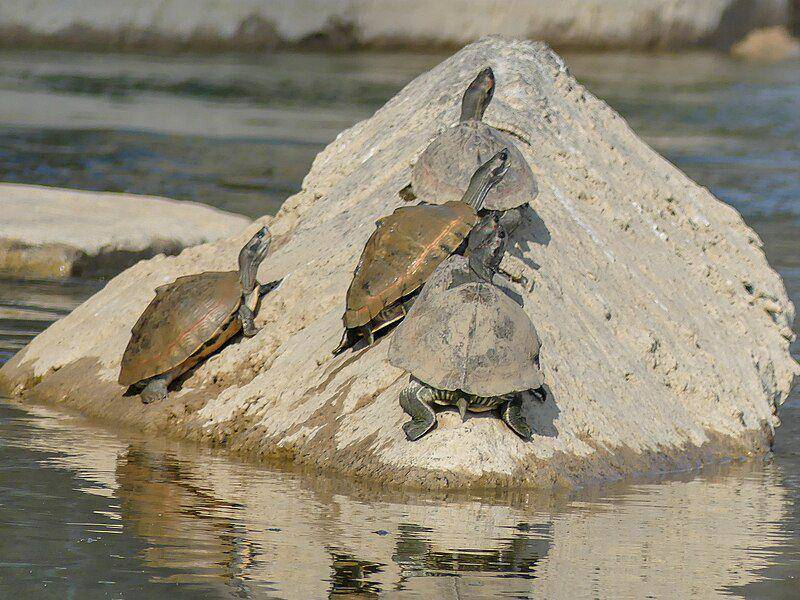 Indian roofed turtle (commons.wikimedia.org/Mike Prince)
