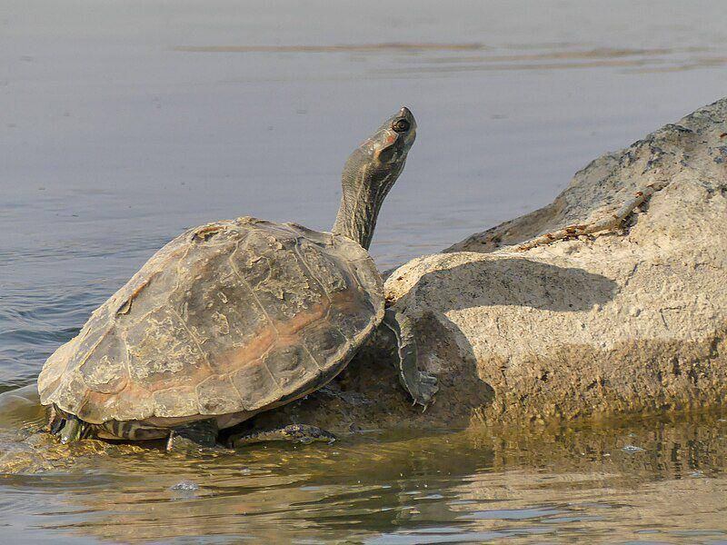 Indian roofed turtle (commons.wikimedia.org/Mike Prince)