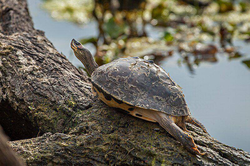 Indian roofed turtle (commons.wikimedia.org/CLPramod)