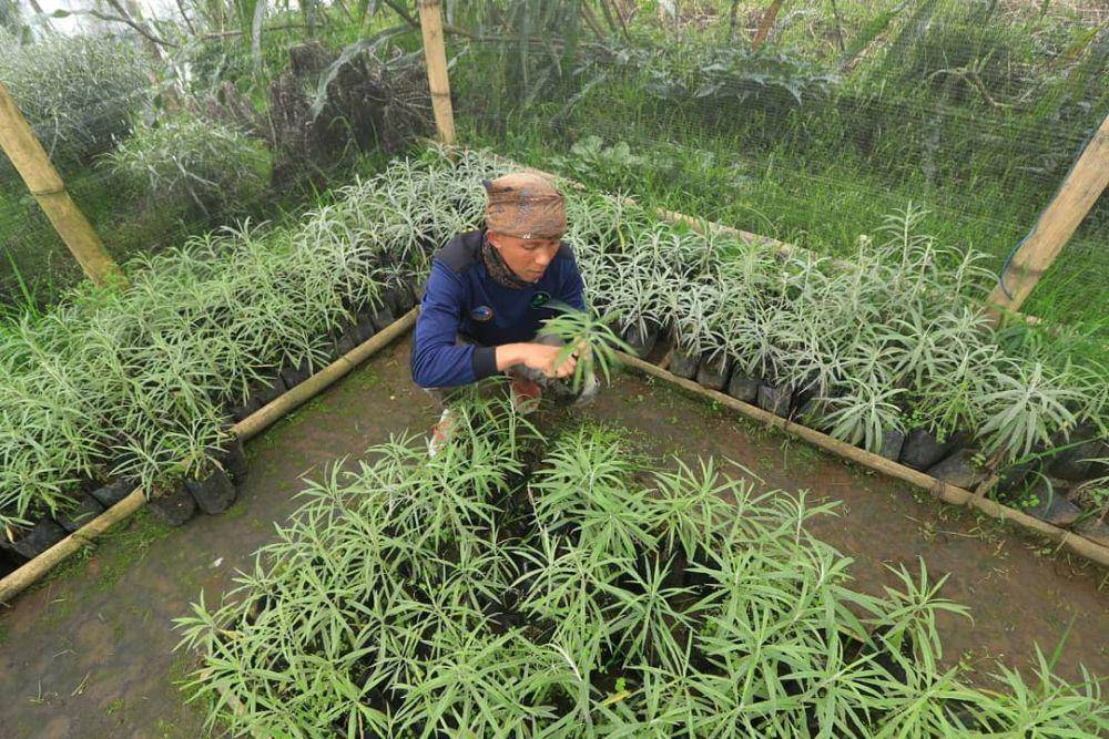 bibit edelweiss (instagram.com/taman_edelweiss_bromo)