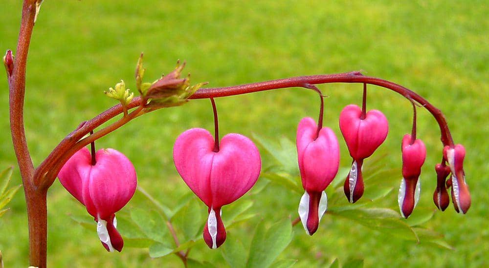 bleeding heart (commons.wikimedia.org/Dumi)