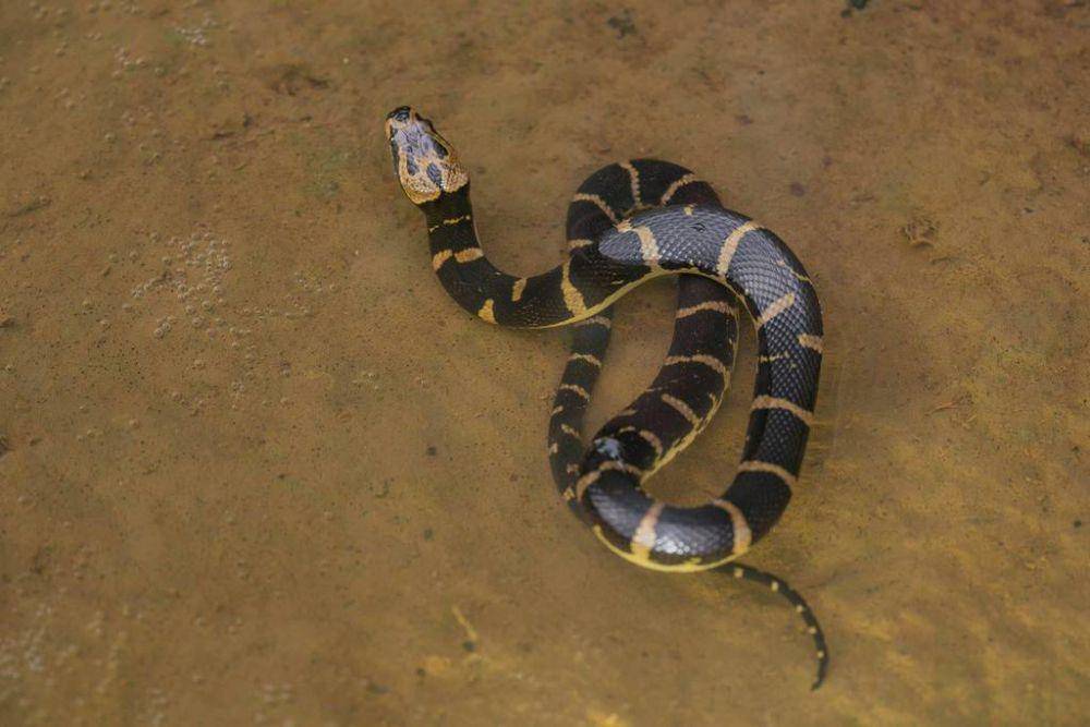Ular kadut belang (inaturalist.org/mykeclarkson)