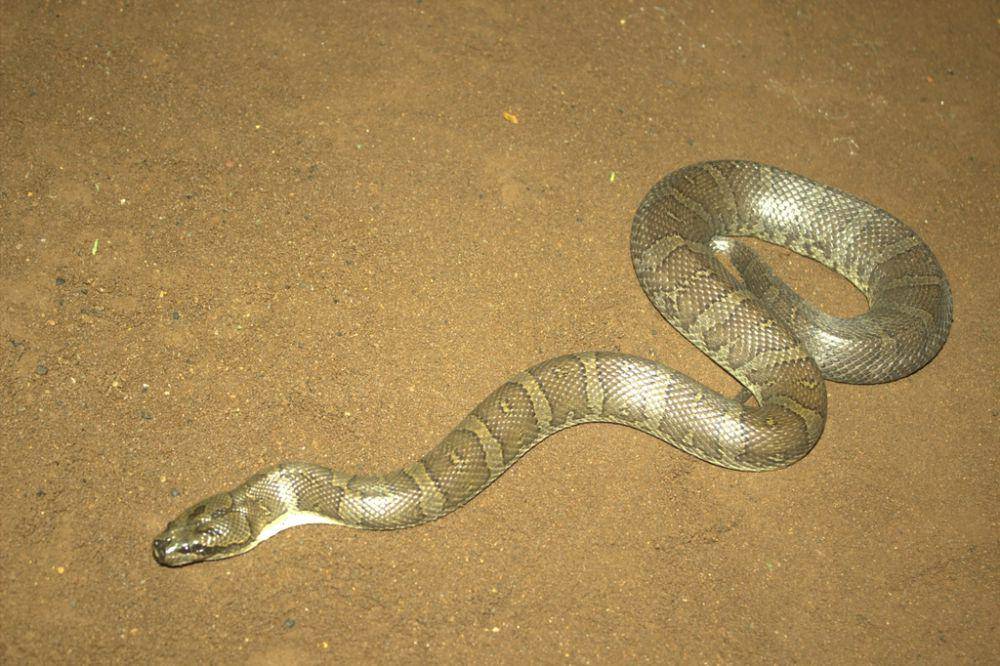 Ular kadut belang (inaturalist.org/ramdanimam)