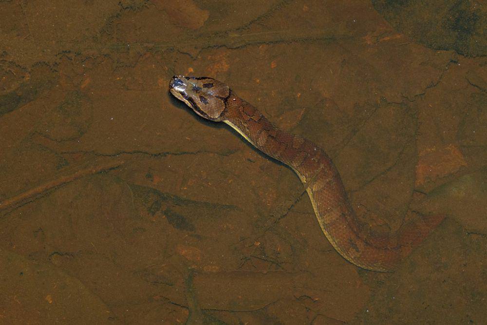 Ular kadut belang (inaturalist.org/muangpaisuetrong)