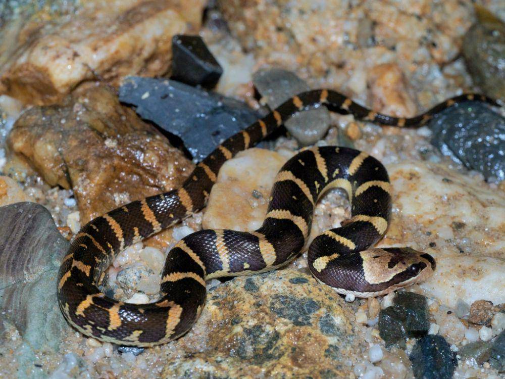 Ular kadut belang (inaturalist.org/tovb)