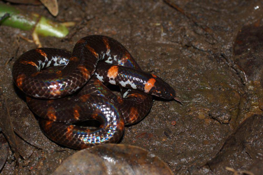 ular pipa