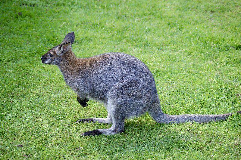 Red necked wallaby (commons.wikimedia.org/Nasserhalaweh)