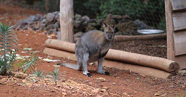 Red necked wallaby (commons.wikimedia.org/Lutz Fischer Lamprecht)