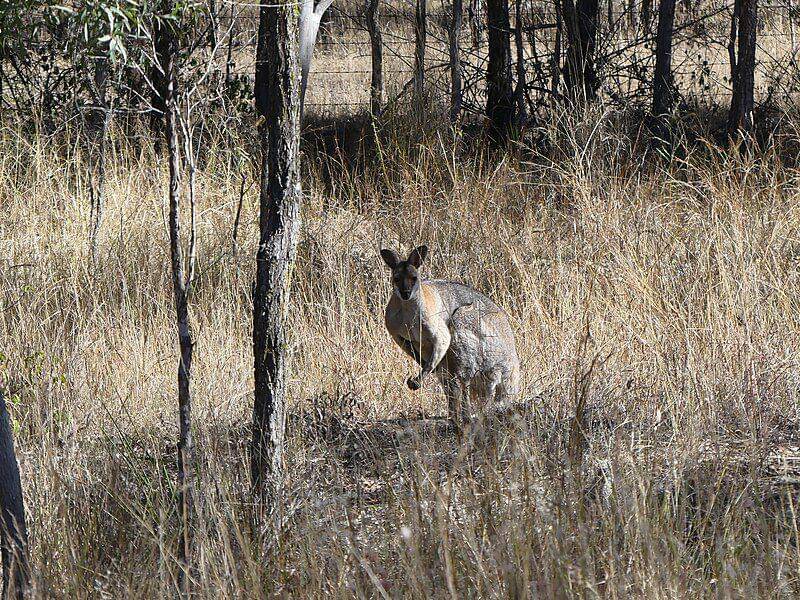 Red necked wallaby (commons.wikimedia.org/John Robert McPherson)