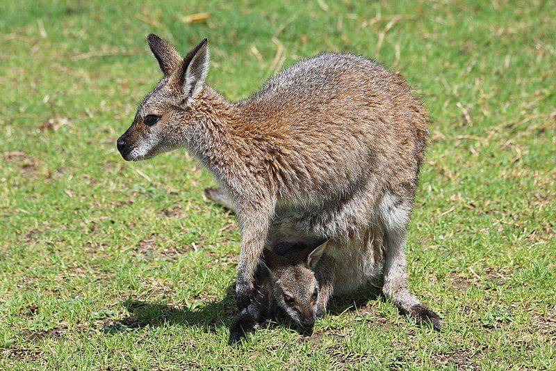 Red necked wallaby (commons.wikimedia.org/Grendelkhan)