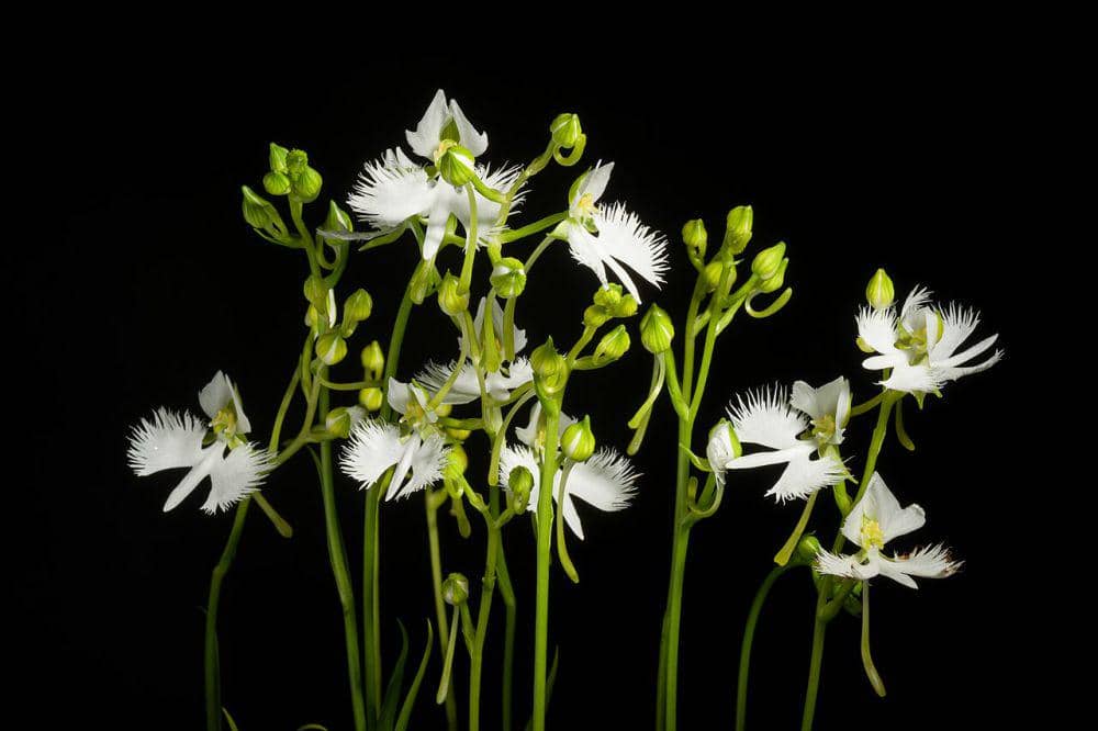white egret orchid (commons.wikimedia.org/sunoochi)
