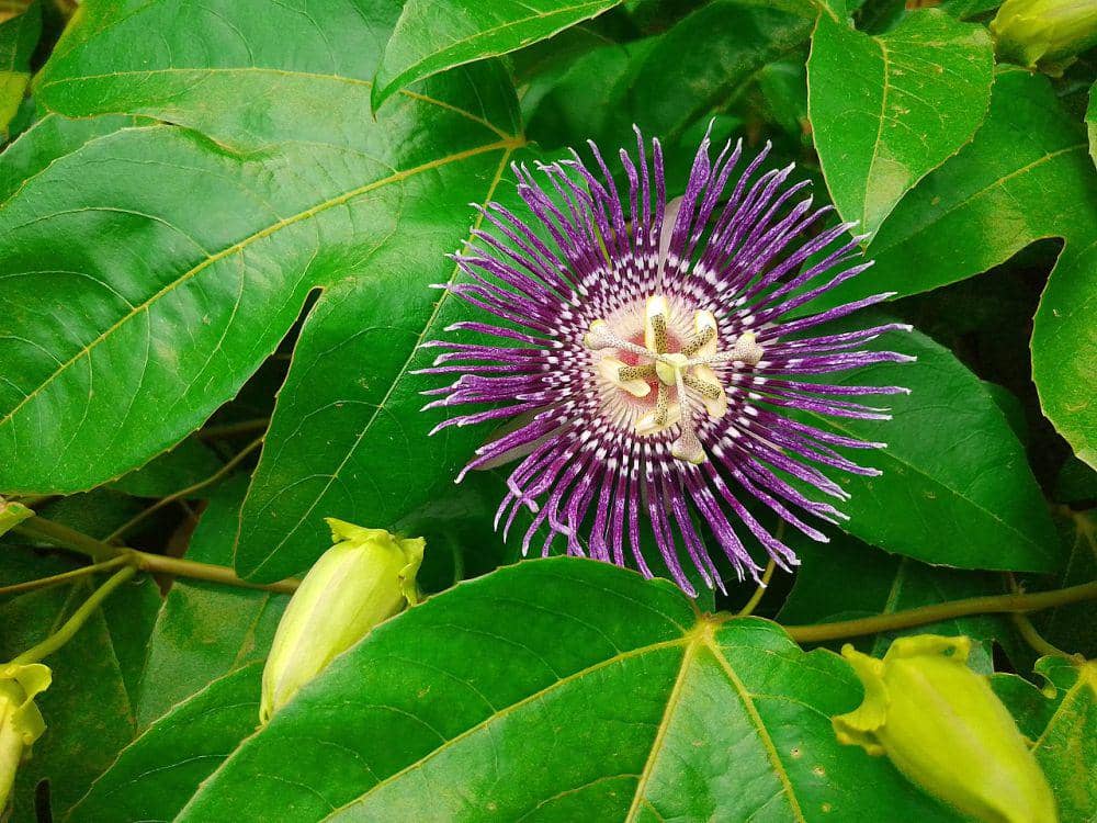 passionflower (commons.wikimedia.org/Atharva Chandrashekhar Dalal)