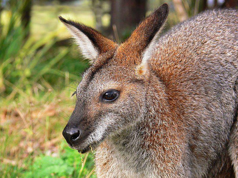 Red necked wallaby (commons.wikimedia.org/Benjamint)