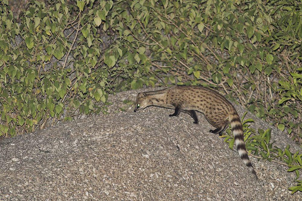6 Fakta Musang Kecil India, Satwa yang Dilindungi di Pakistan