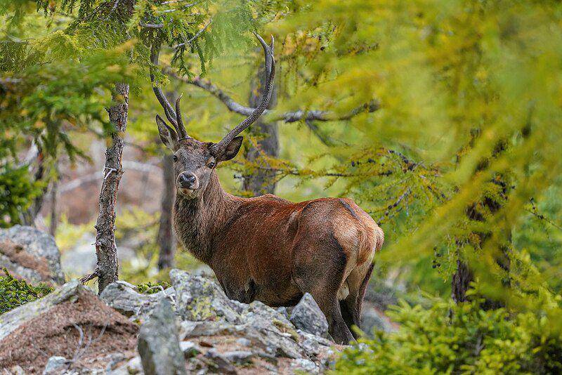 Red deer (commons.wikimedia.org/Giles Laurent)