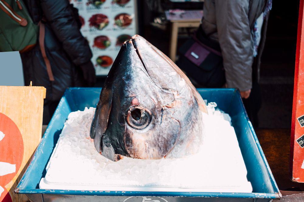 5 Tips Membeli Kepala Ikan Tuna Berkualitas, Pastikan Kesegarannya