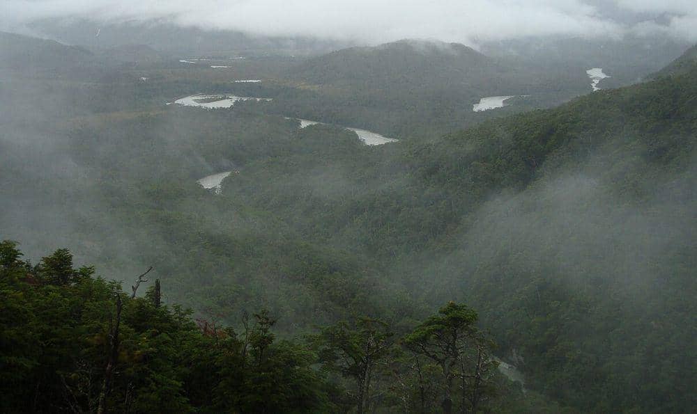 ilustrasi Hutan Hujan Valdivian (Wikimedia Commons/Jason Hollinger)