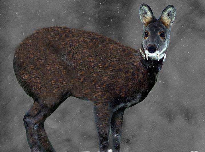 Siberian deer (commons.wikimedia.org/Erikadamsson)