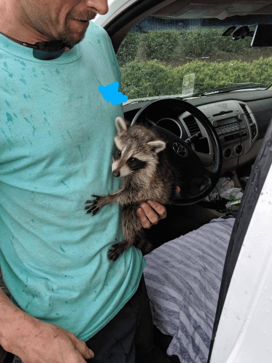 potret hewan sembunyi di mesin mobil (reddit.com/user/Crestfallencorpse)