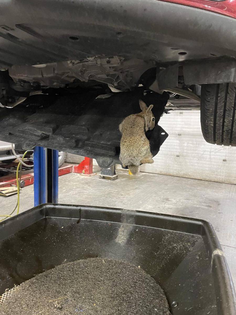 potret hewan sembunyi di mesin mobil (reddit.com/r/Justrolledintotheshop)