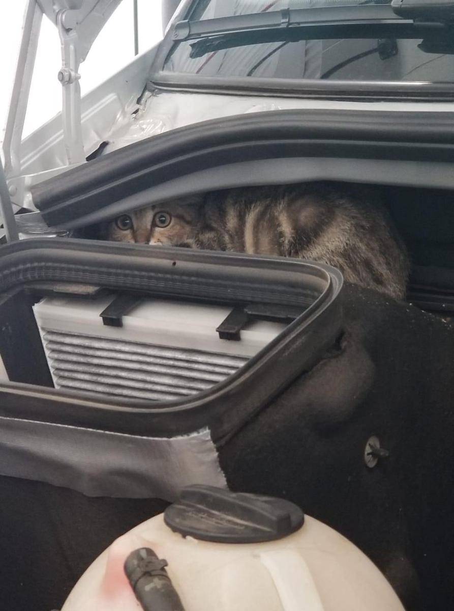 potret hewan sembunyi di mesin mobil (reddit.com/user/mtimmermeyer)