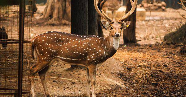 Chitra deer (commons.wikimedia.org/Vijay Sonar)